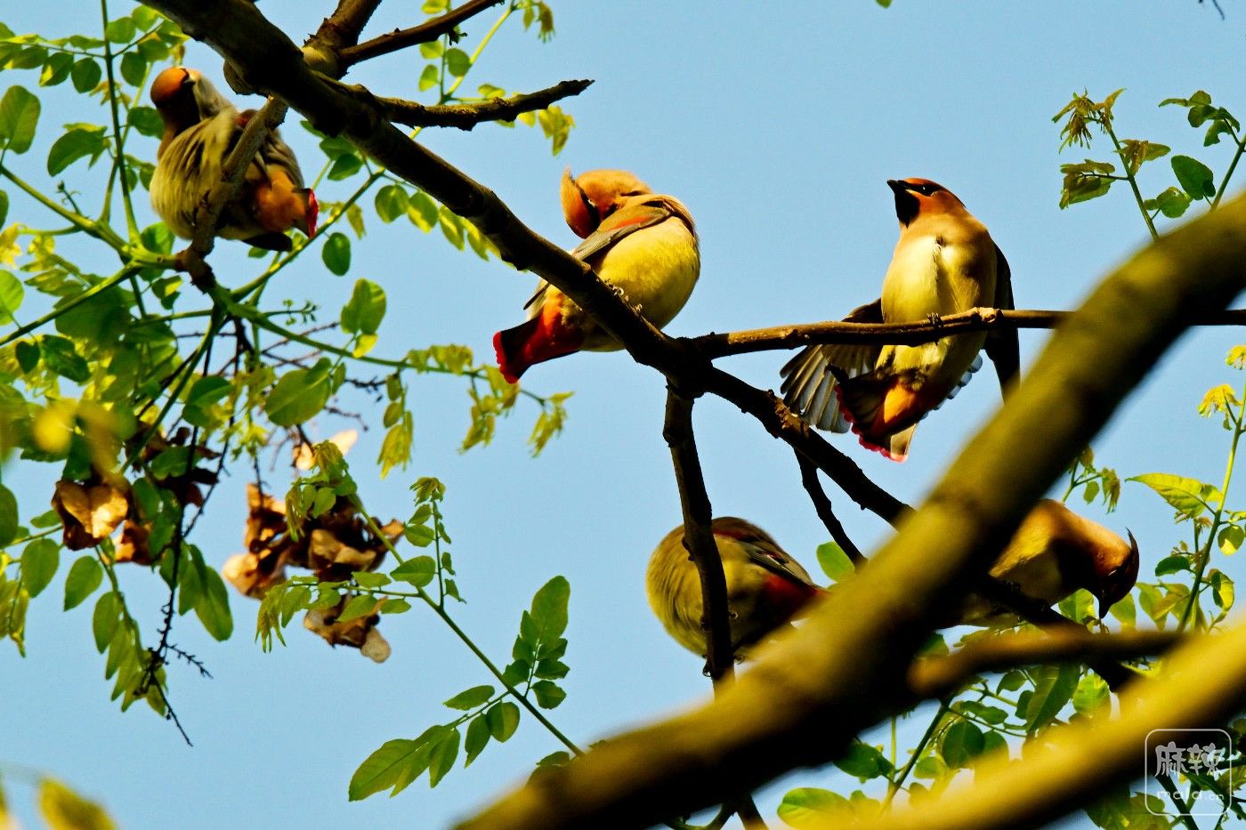 DSC_1038.JPG