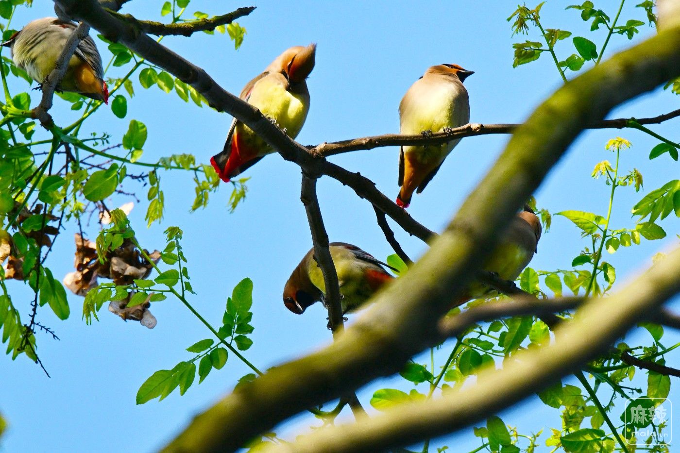 DSC_1061.JPG