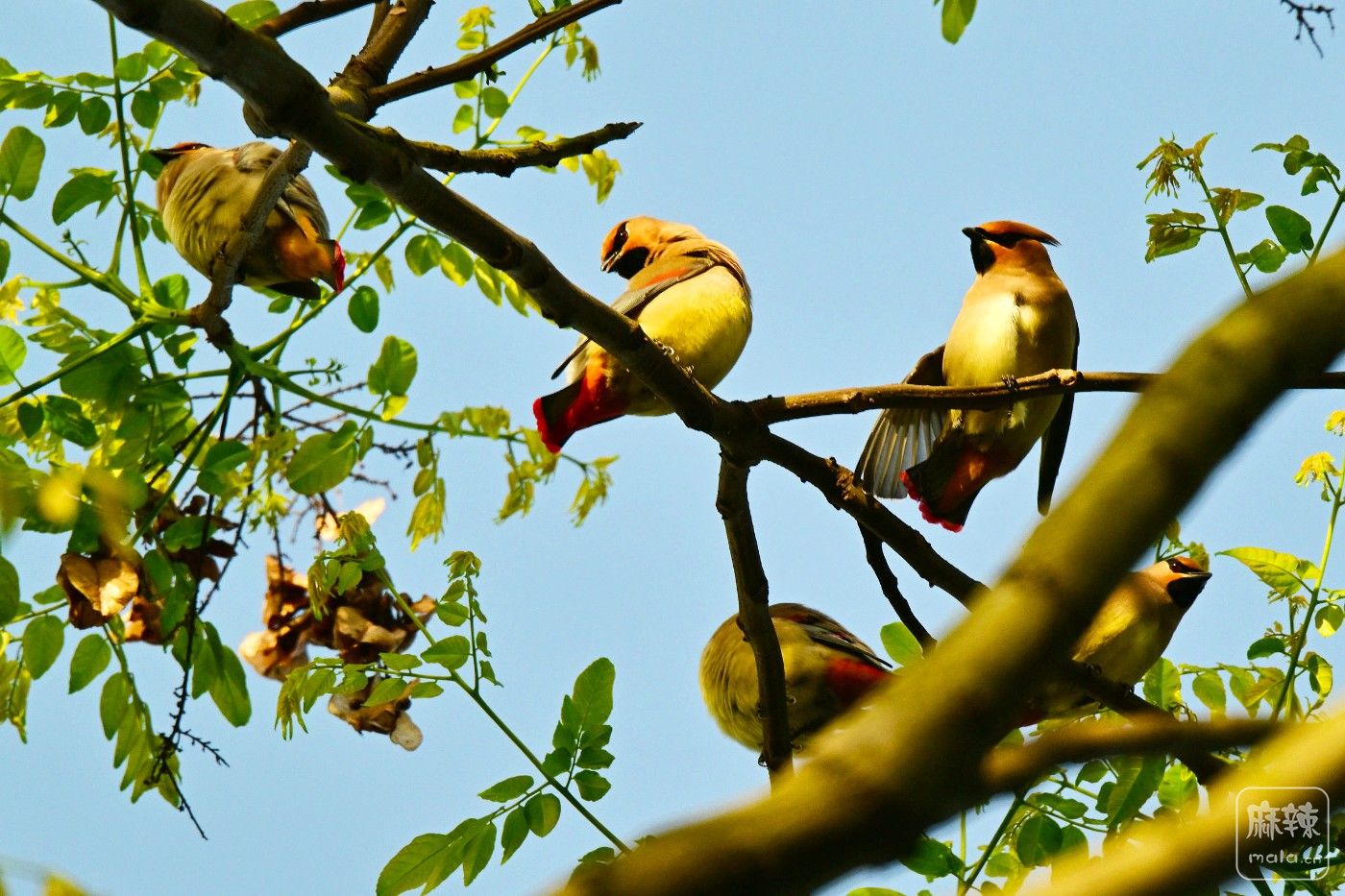 DSC_1047.JPG