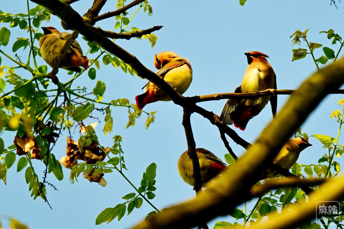 DSC_1044.JPG