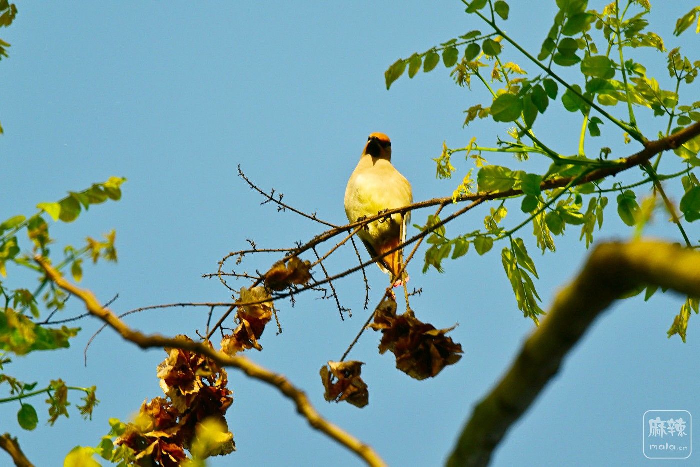 DSC_1078.JPG