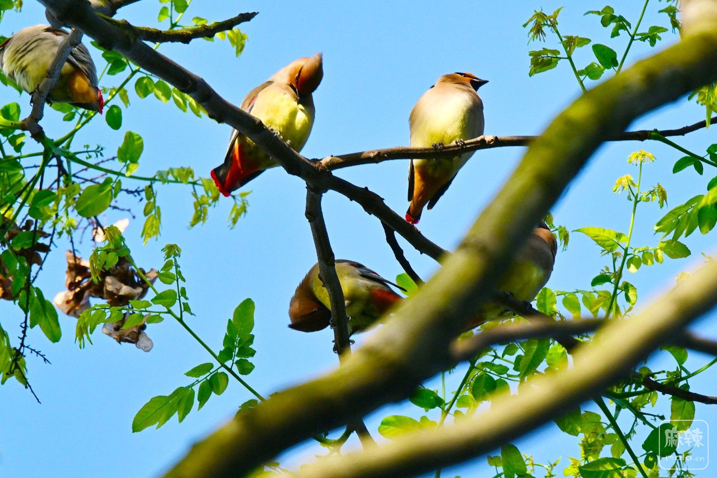 DSC_1063.JPG