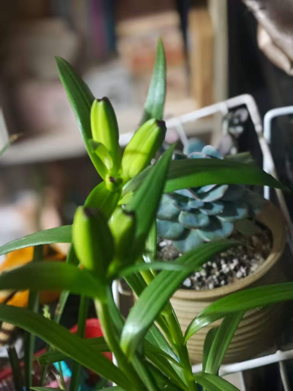 ΢��ͼƬ_20260529113824_40_99.jpg