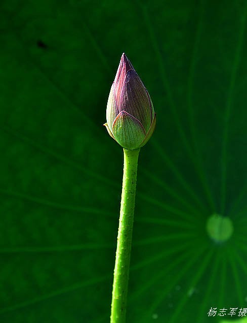 DSC_2299.jpg