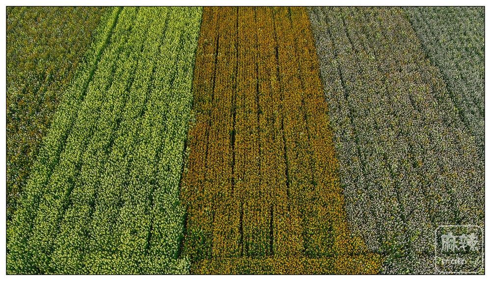 dji_export_20260302_161109_1772439069494_sphere_screenshot.jpg