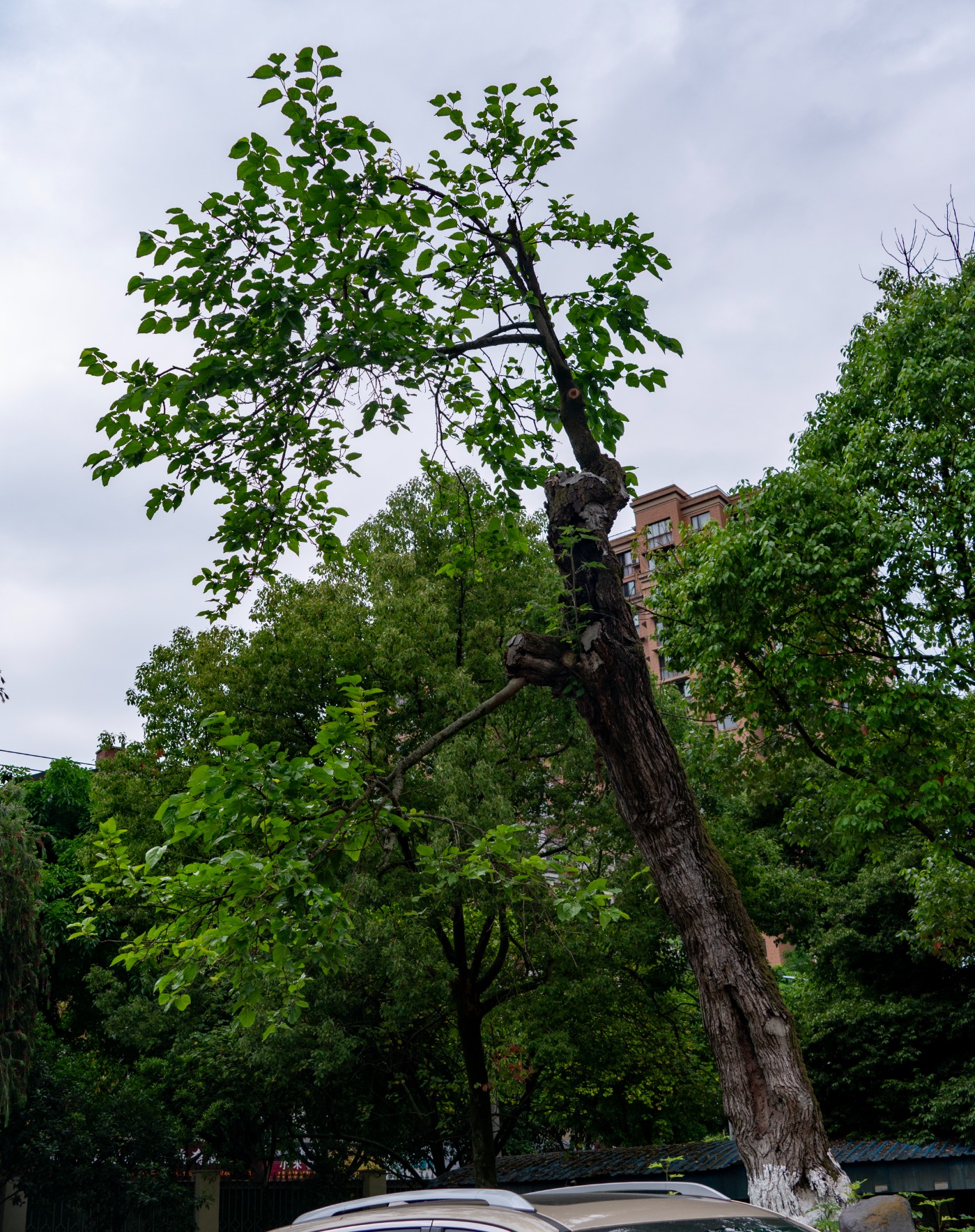 DSC00983.jpg