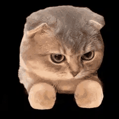 20260602195227front2_0_7501356_Fo6fZwZRz8Oi9BLmkWJ8xQ9bg2hK.gif