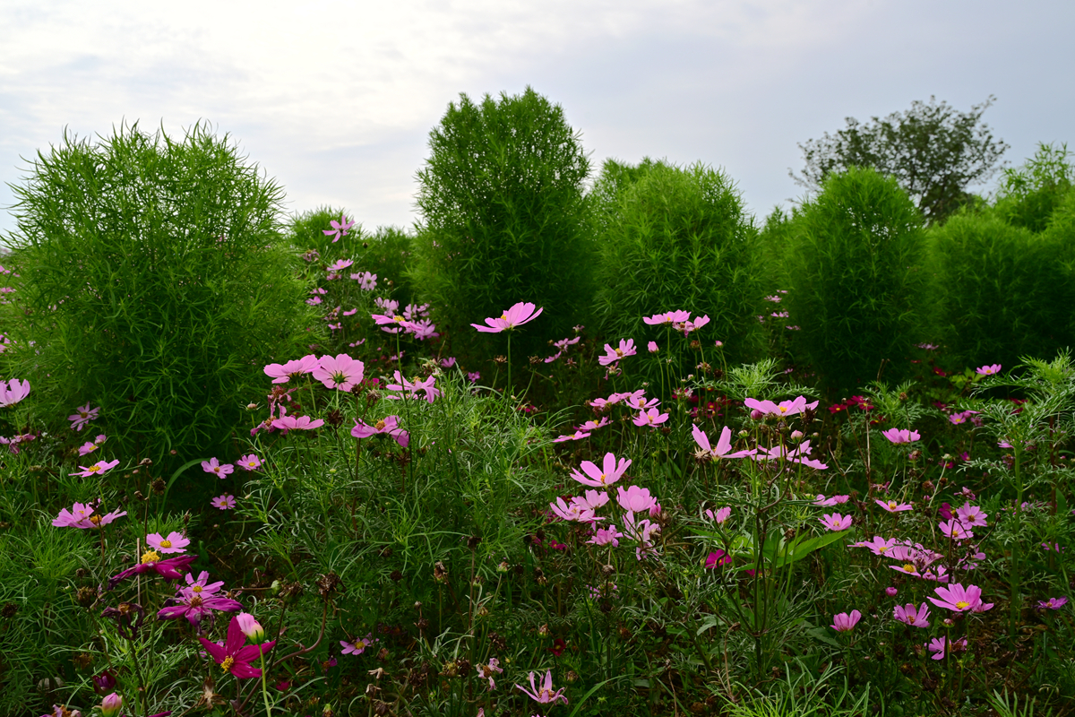 DSC_3817_����.jpg