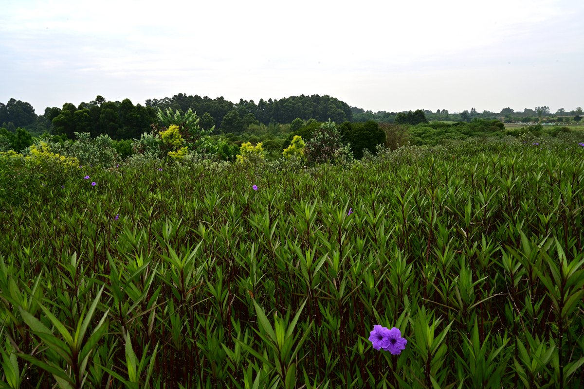 DSC_3897_����.jpg