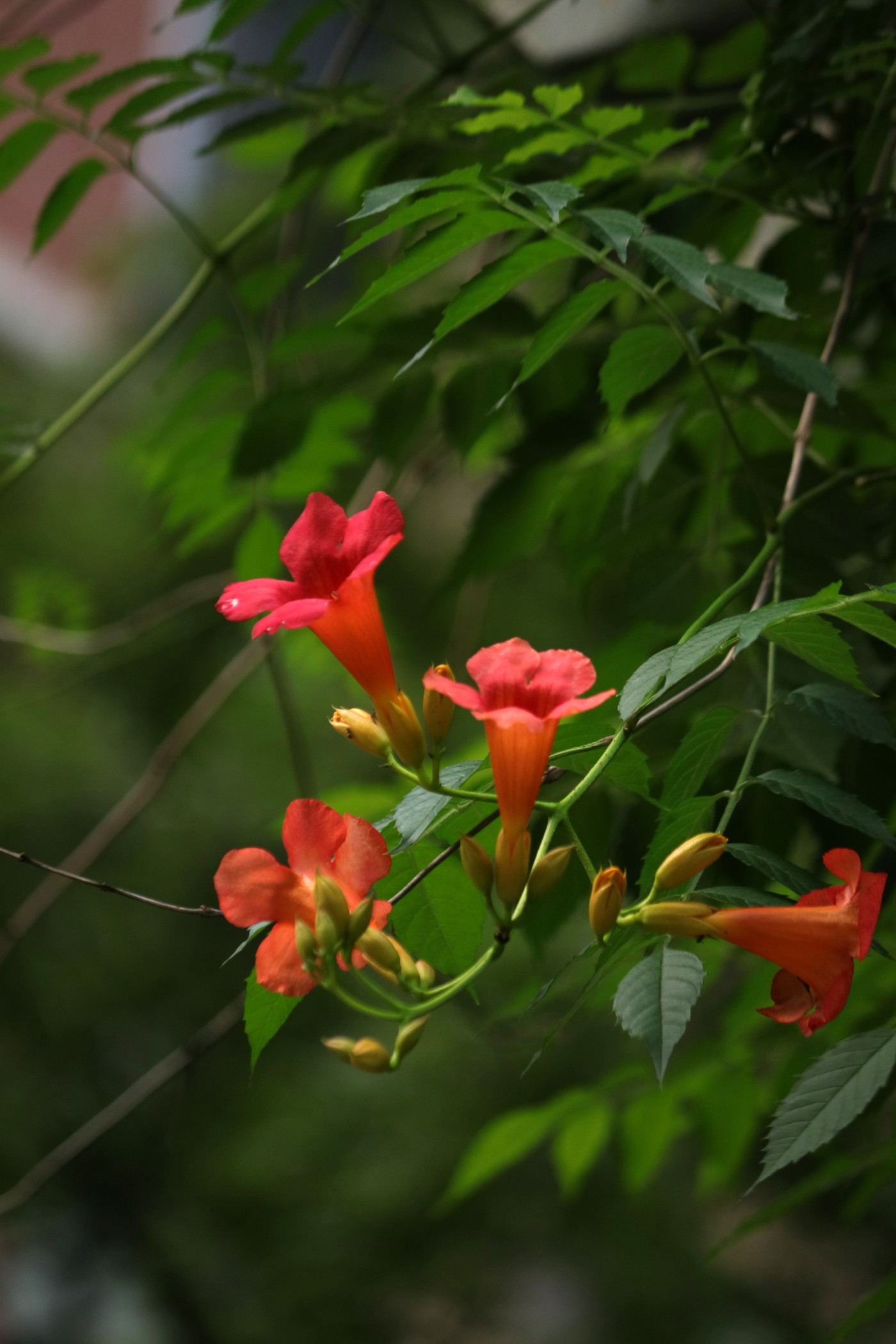 IMG_6283.JPG
