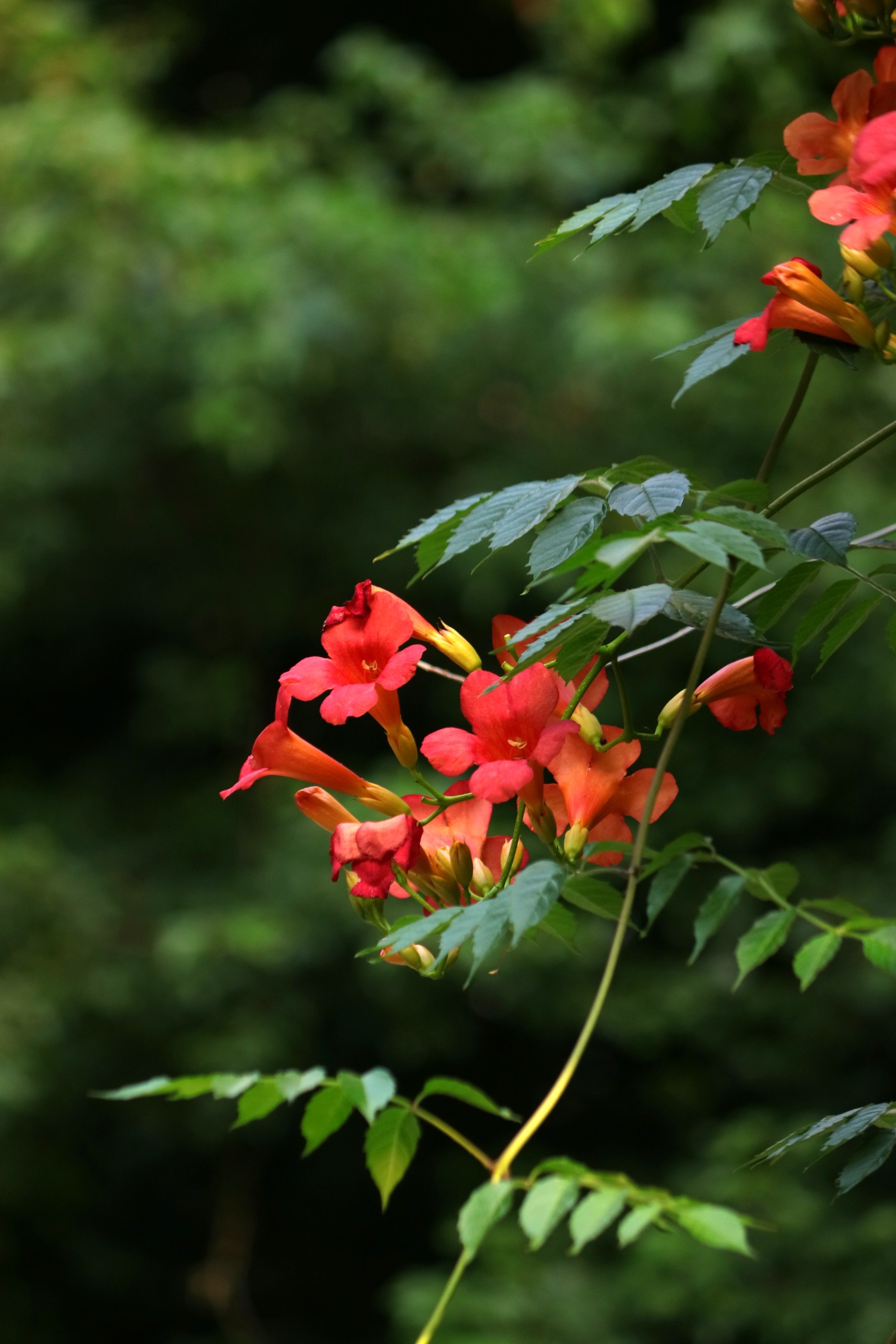 IMG_6295.JPG