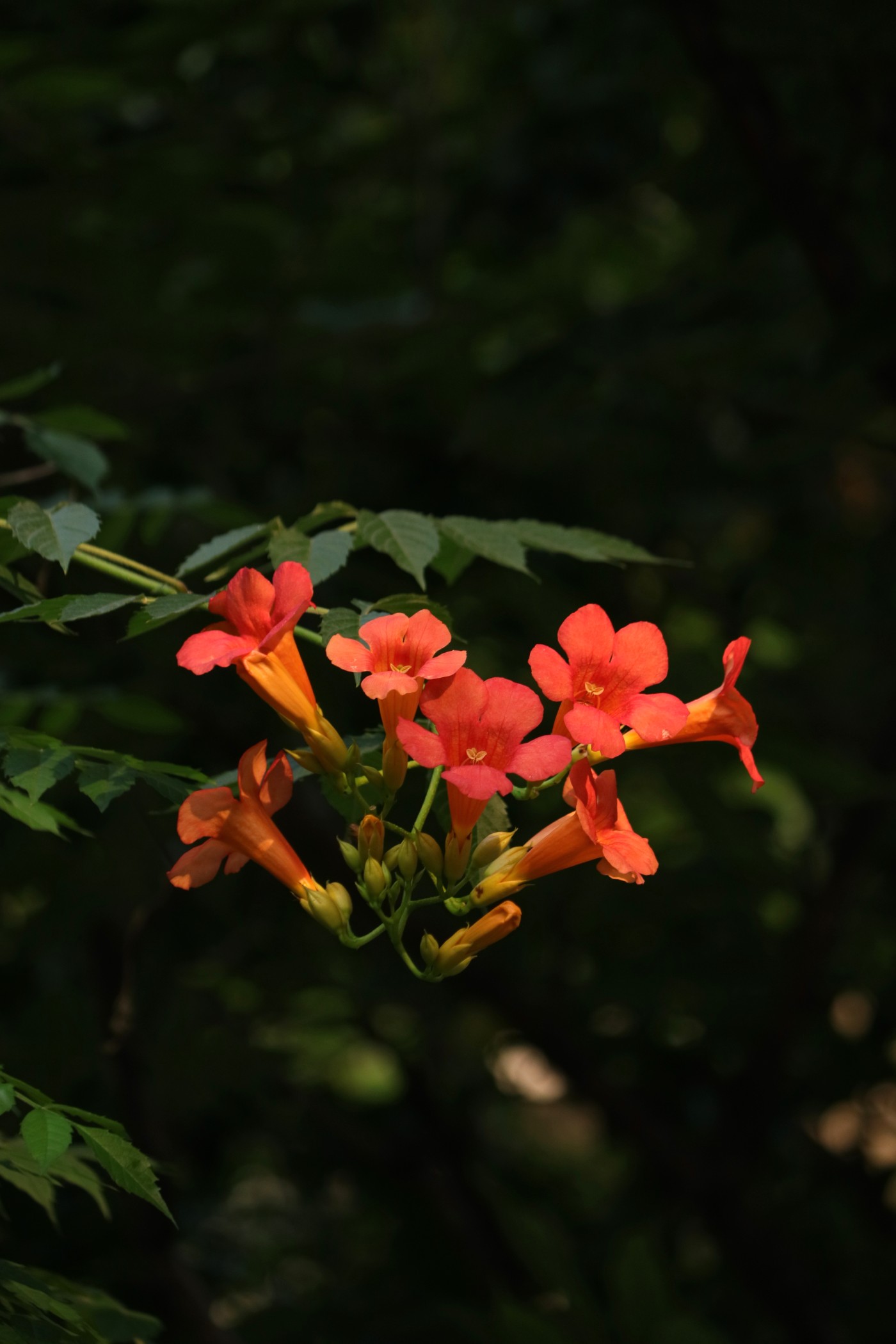IMG_6296.JPG