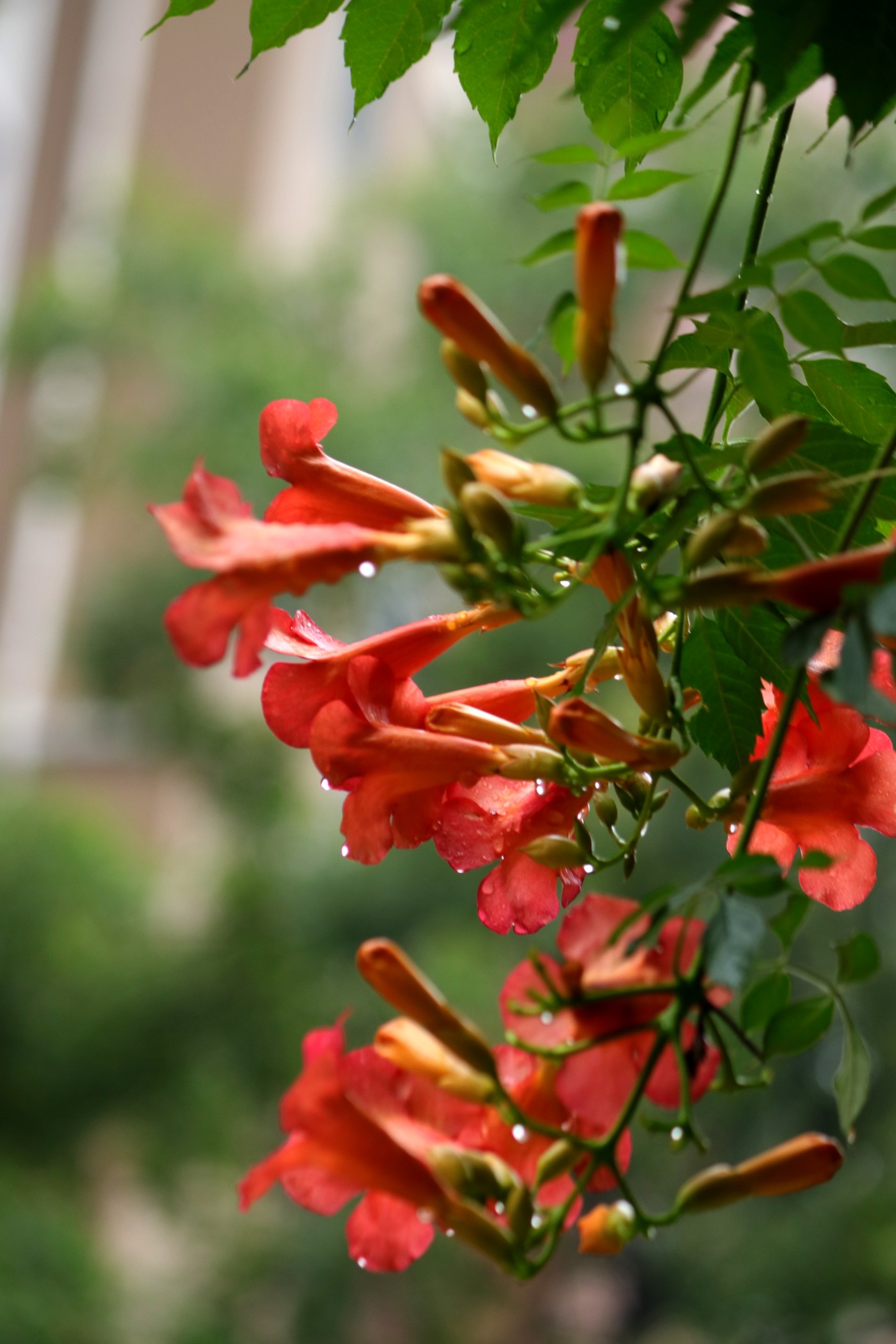 IMG_6311.JPG