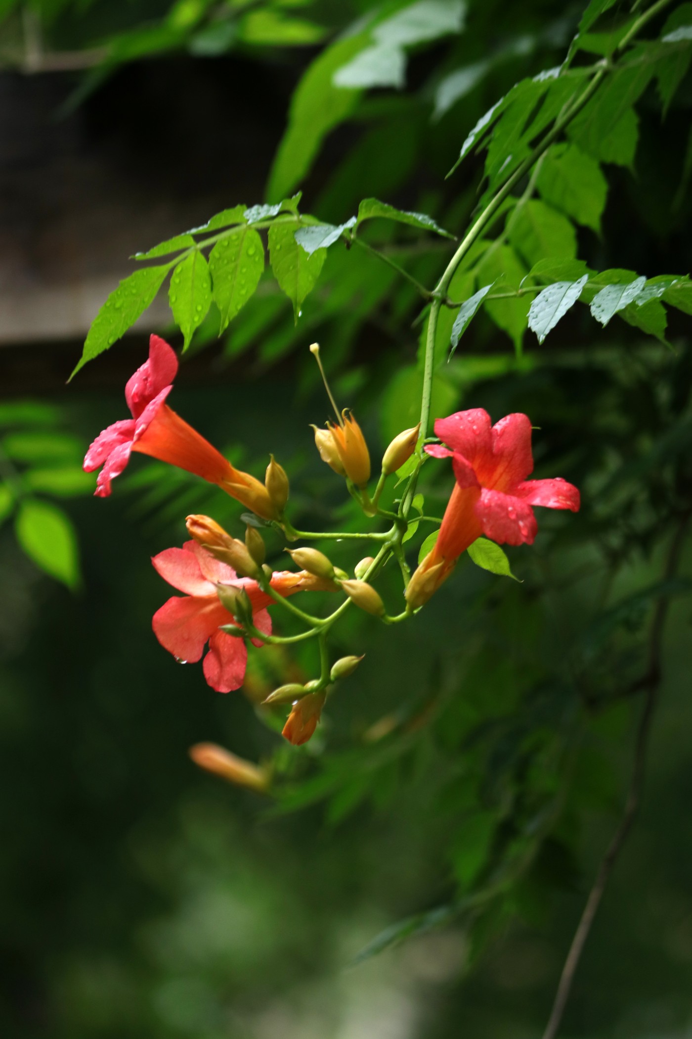 IMG_6315.JPG