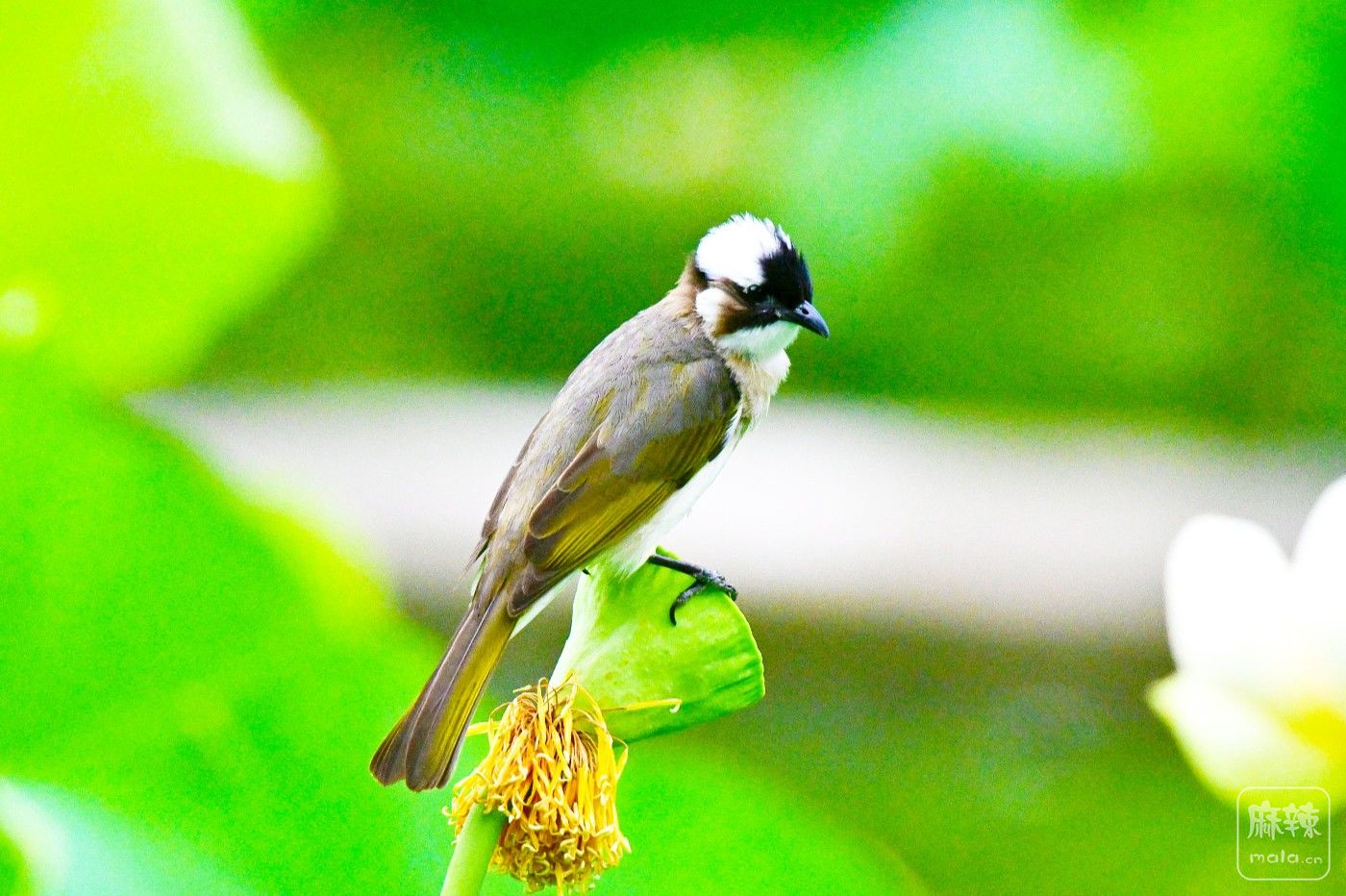 DSC_3377.JPG