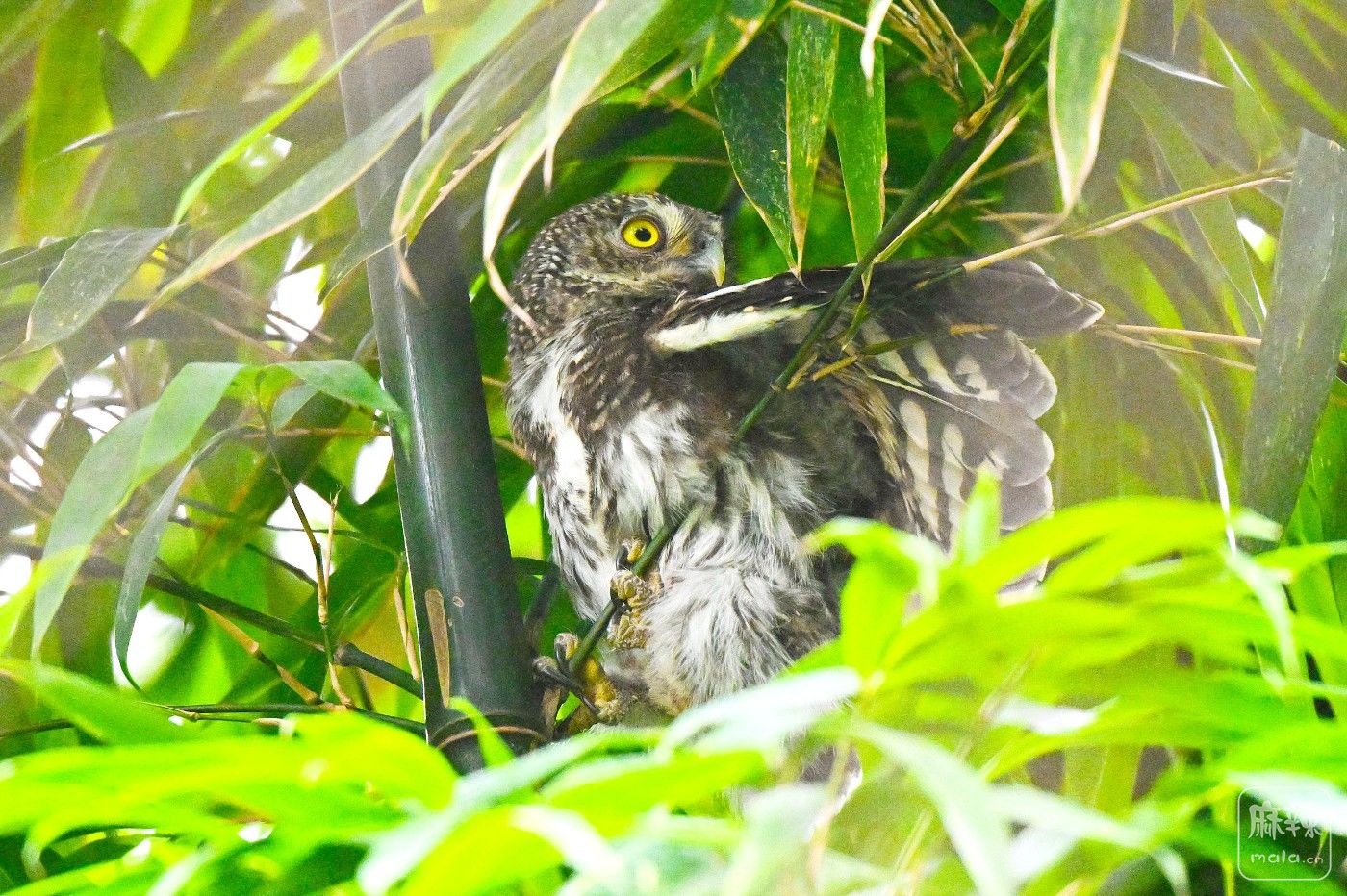 DSC_9045.JPG