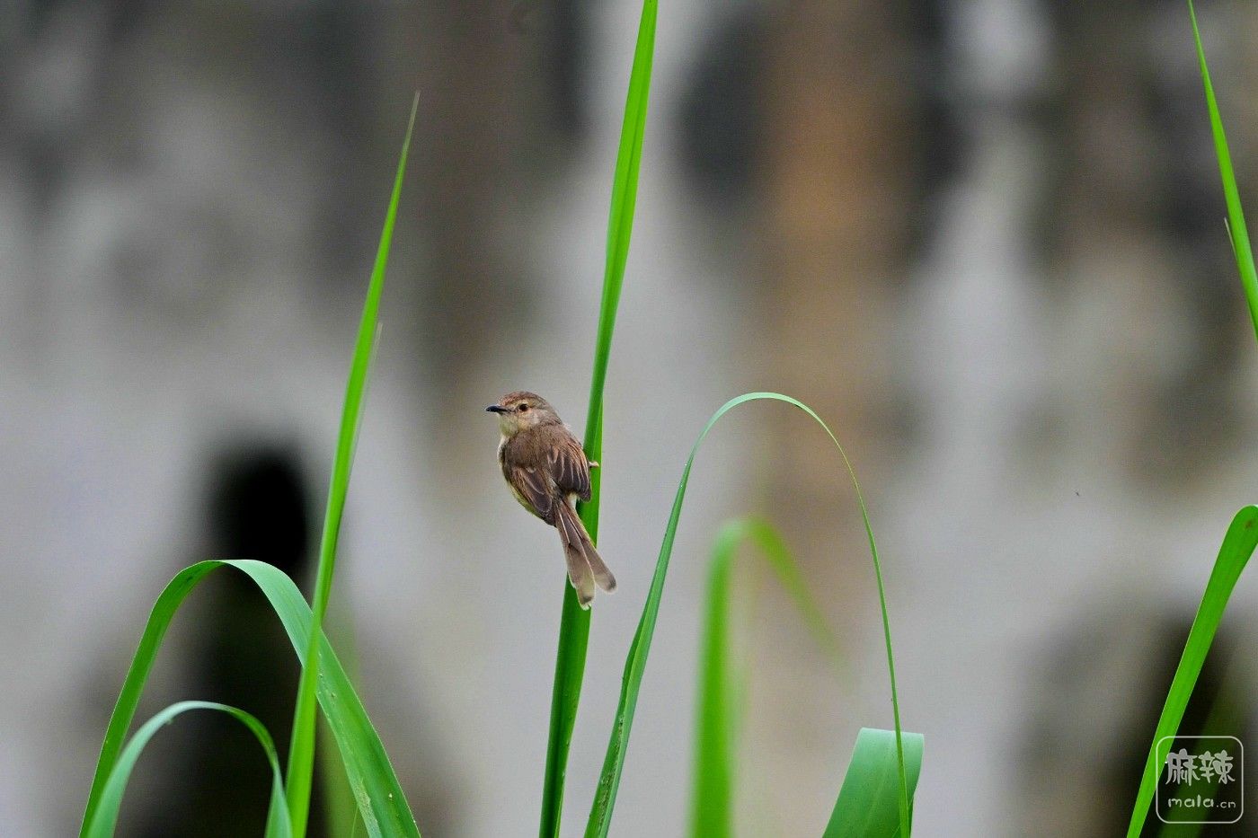 DSC_0062.JPG