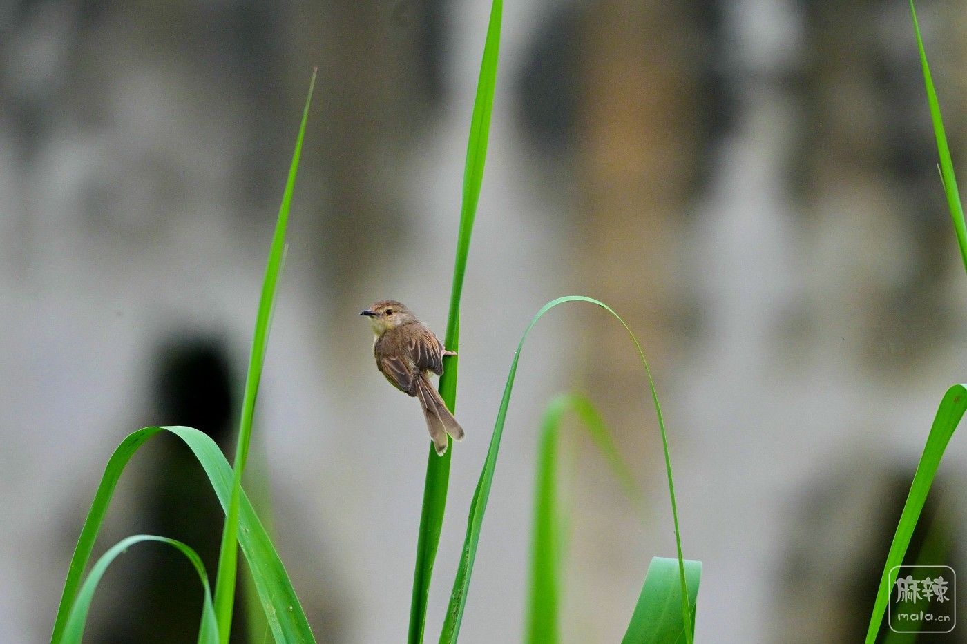 DSC_0063.JPG