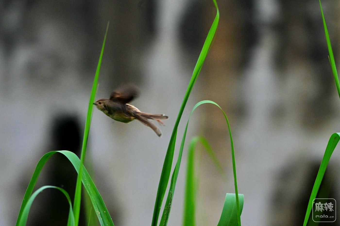 DSC_0064.JPG