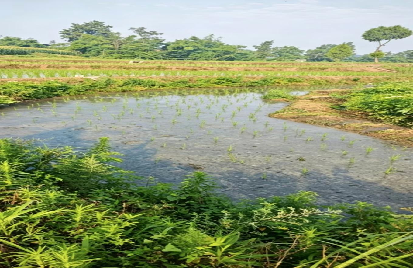 ���ĺ�