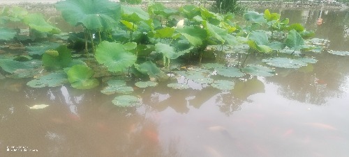 IMG_20260608_172832.jpg
