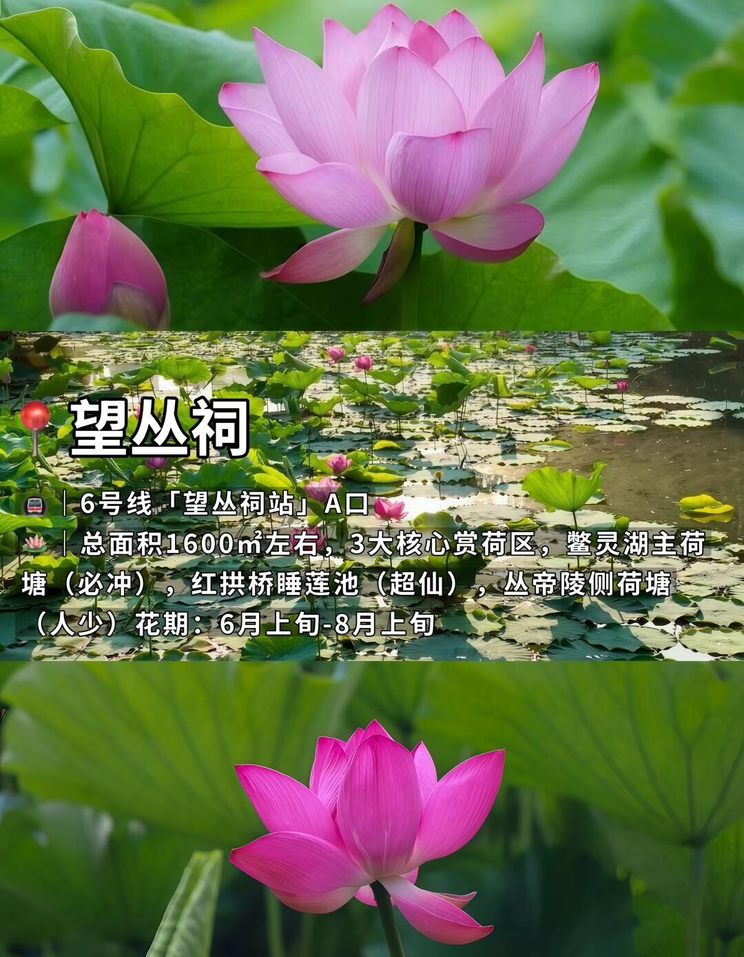 image_3.jpg