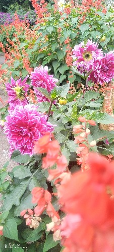 IMG_20260611_094729.jpg