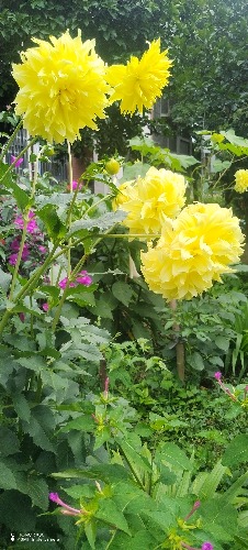 IMG_20260611_094655.jpg