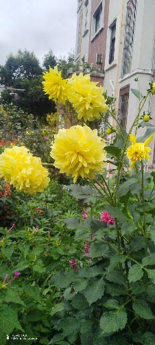 IMG_20260611_094544.jpg