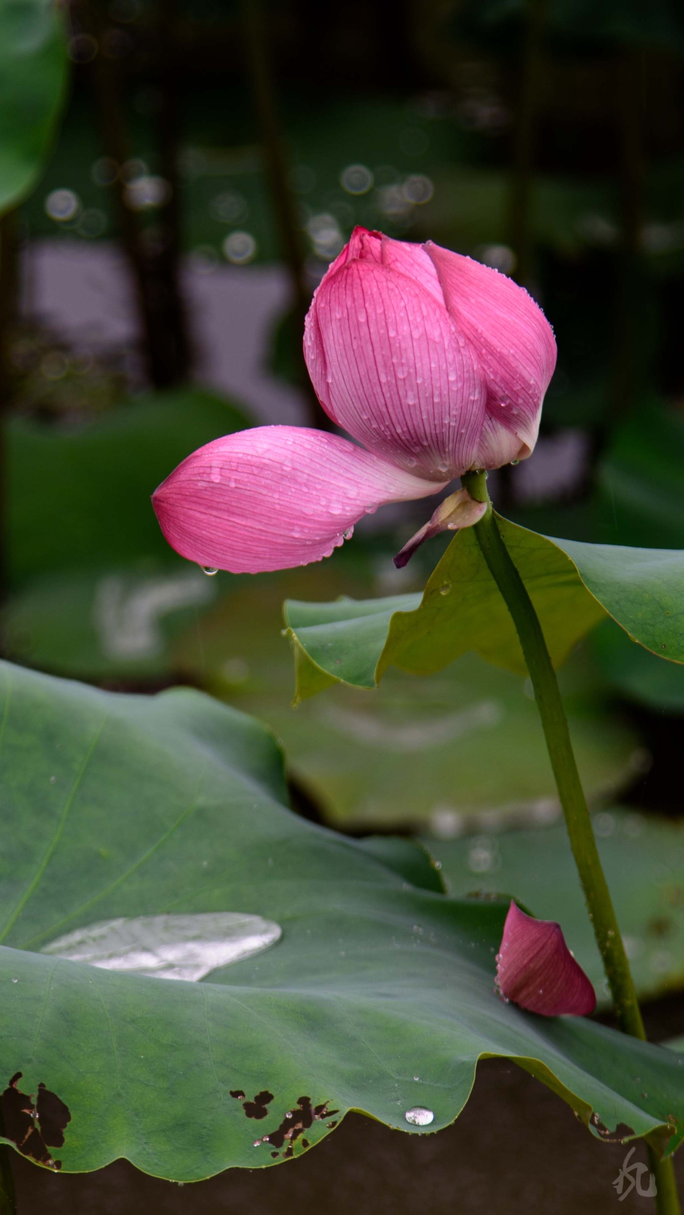 DSC_2767.jpg