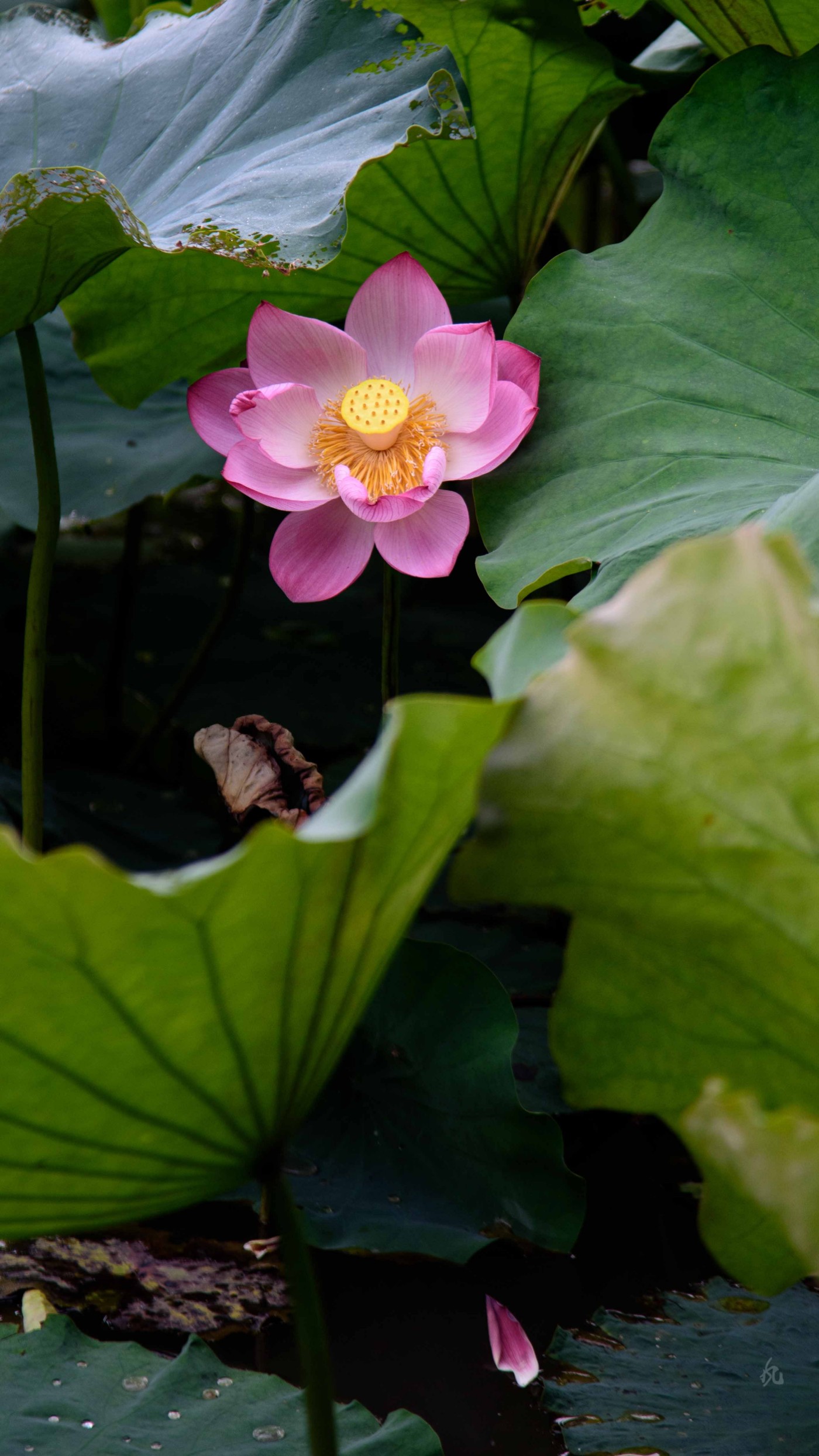 DSC_2805.jpg