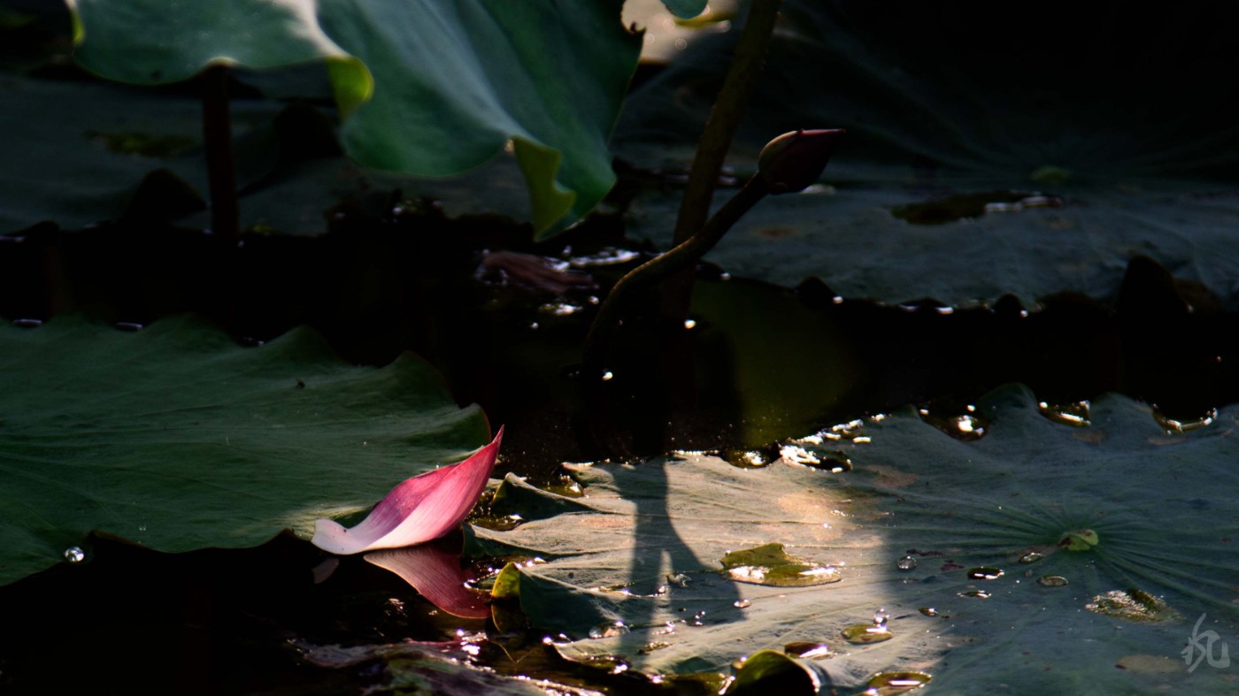 DSC_2830.jpg