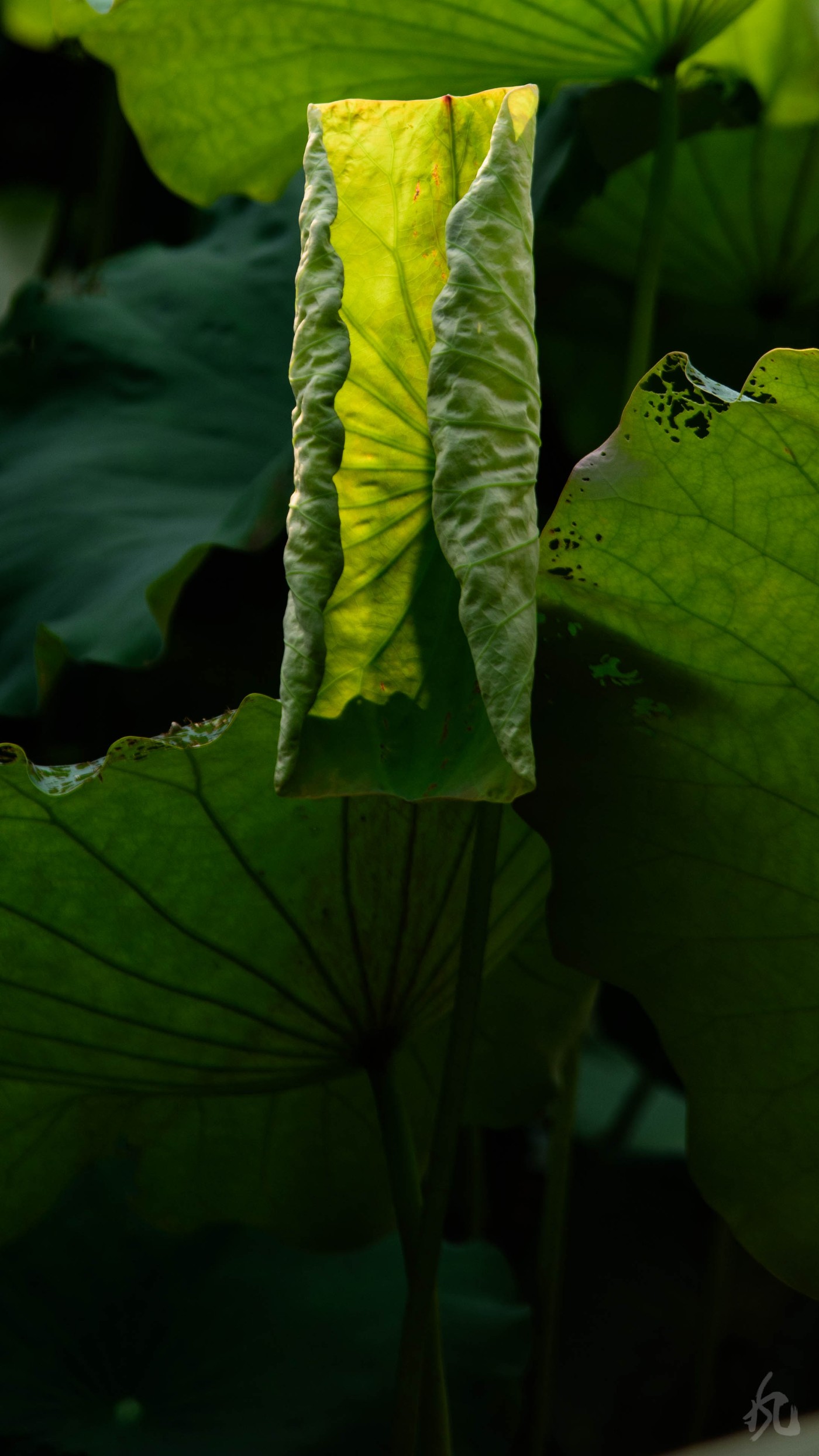 DSC_2845.jpg