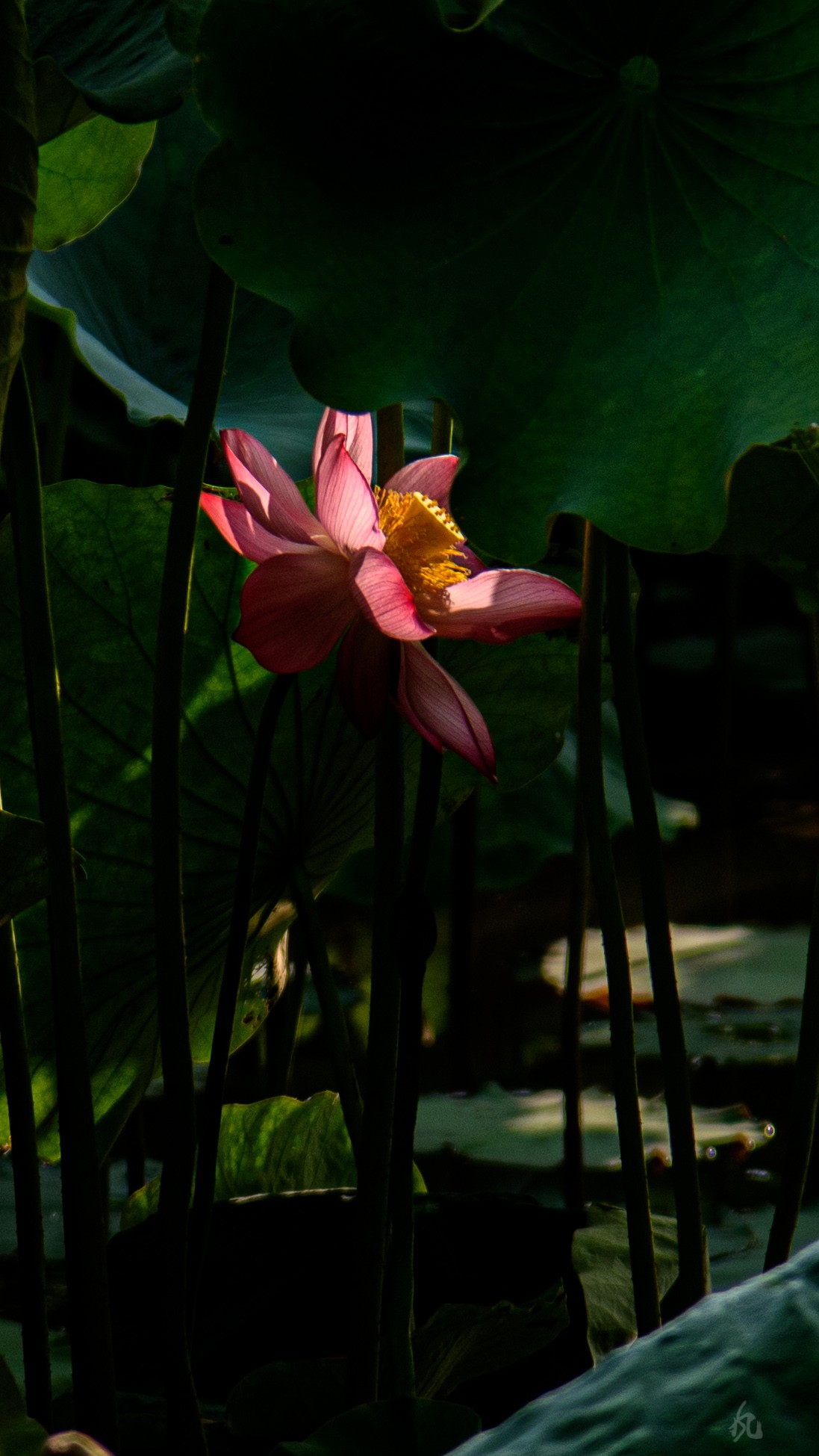DSC_2861.jpg
