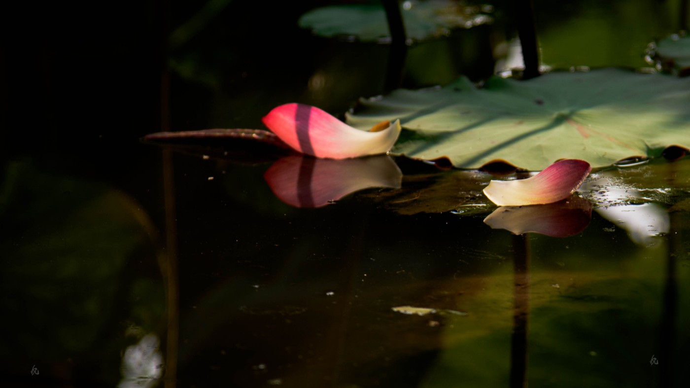 DSC_2856.jpg