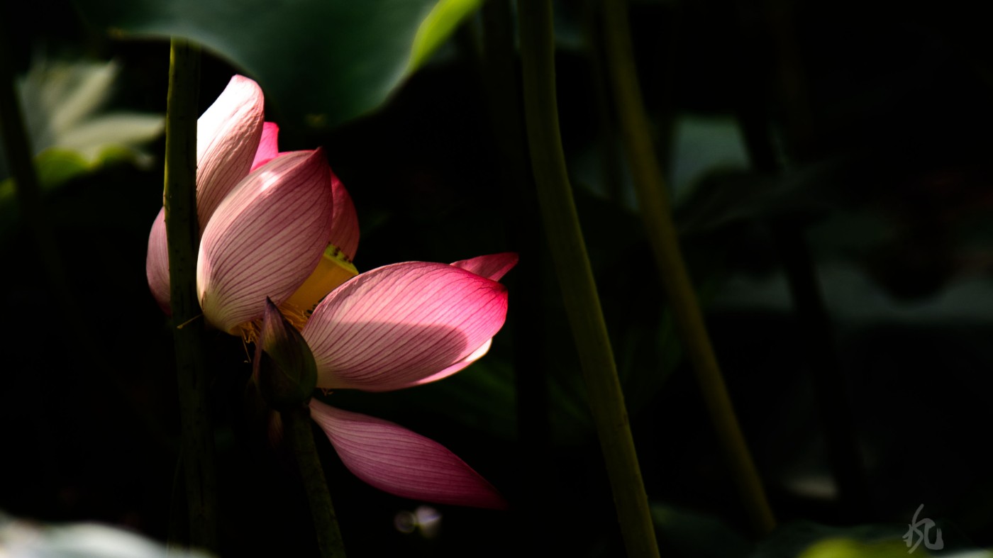 DSC_2965.jpg