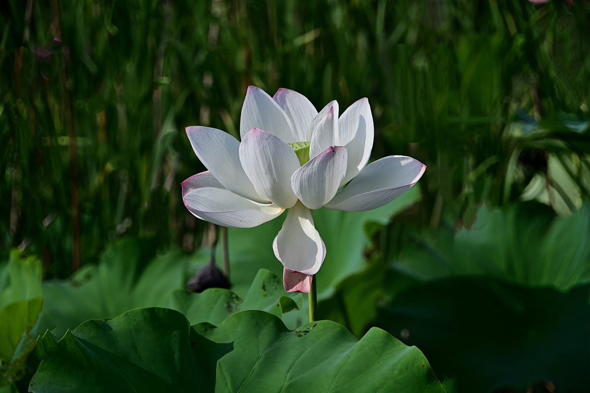 DSC_4578_����.jpg