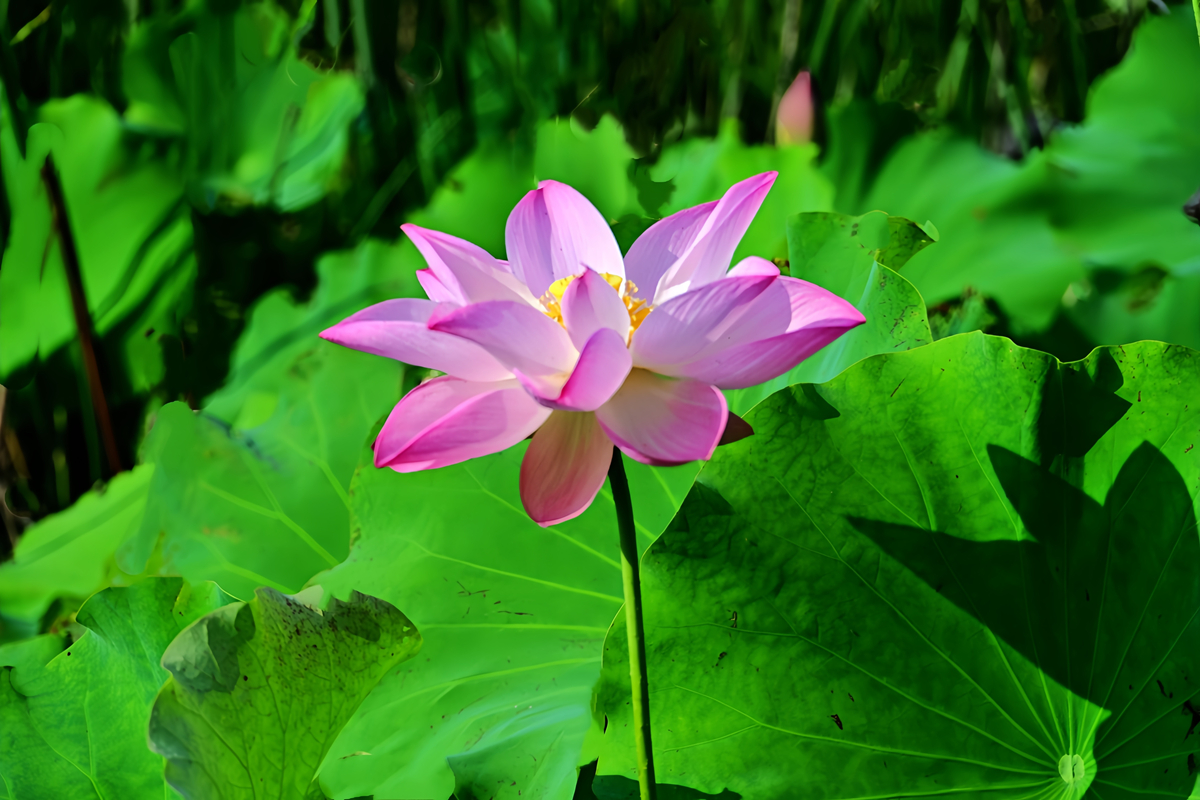 DSC_4577_����.jpg