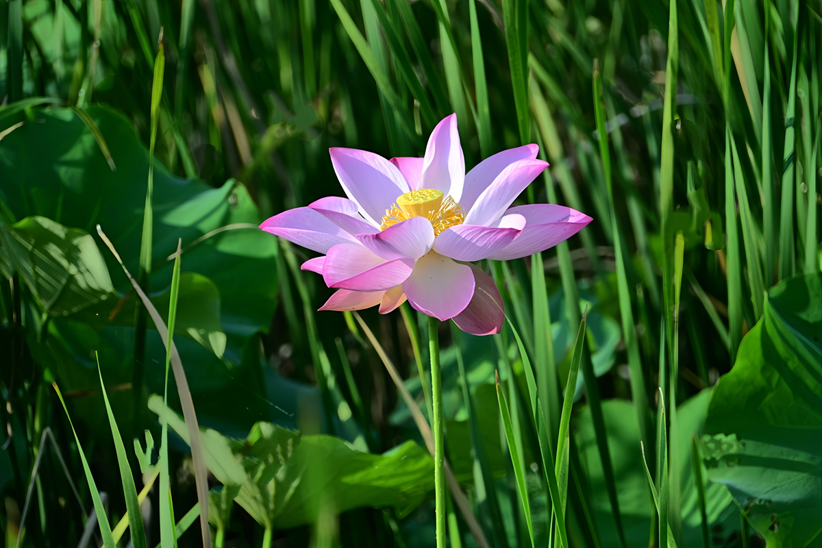 DSC_4571_����.jpg