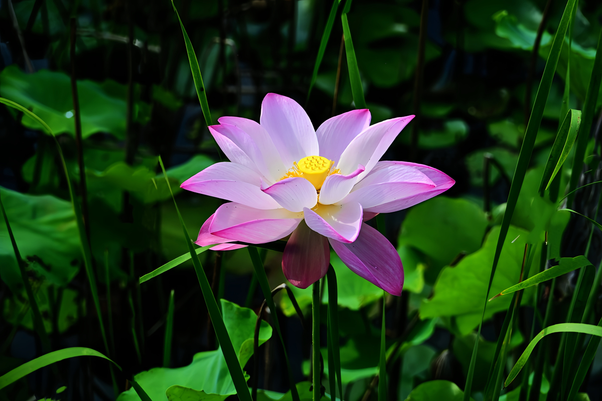 DSC_4591_����.jpg