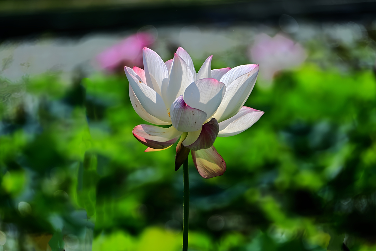 DSC_4595_����.jpg