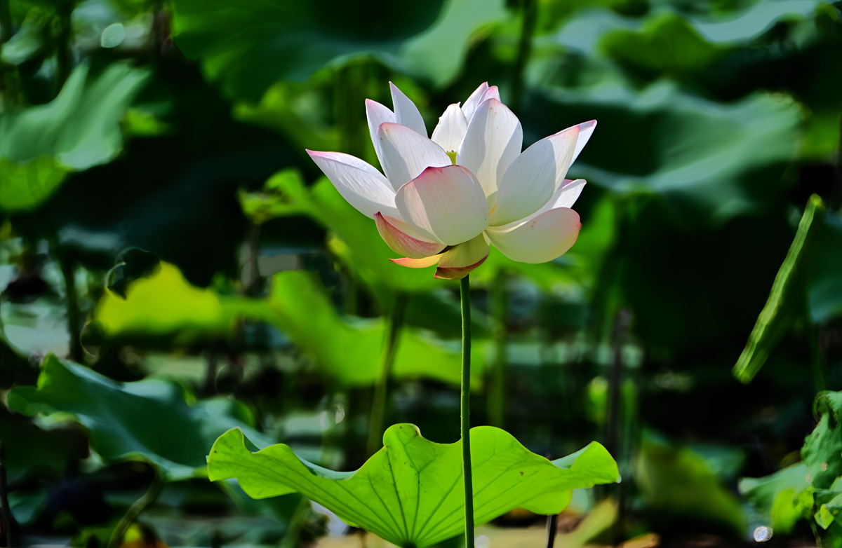 DSC_4597_����.jpg