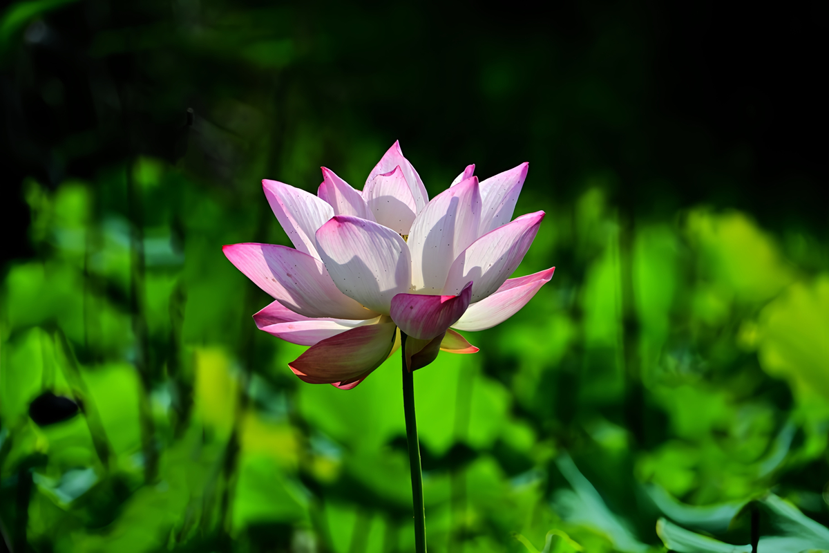 DSC_4598_����2.jpg