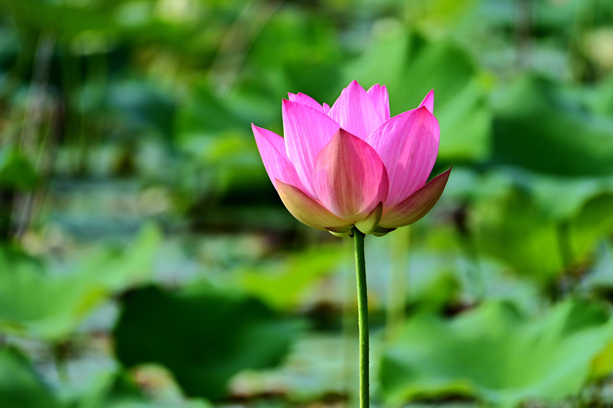 DSC_4605_����.jpg