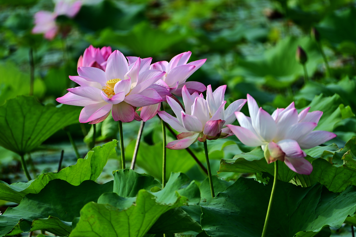 DSC_4606_����.jpg