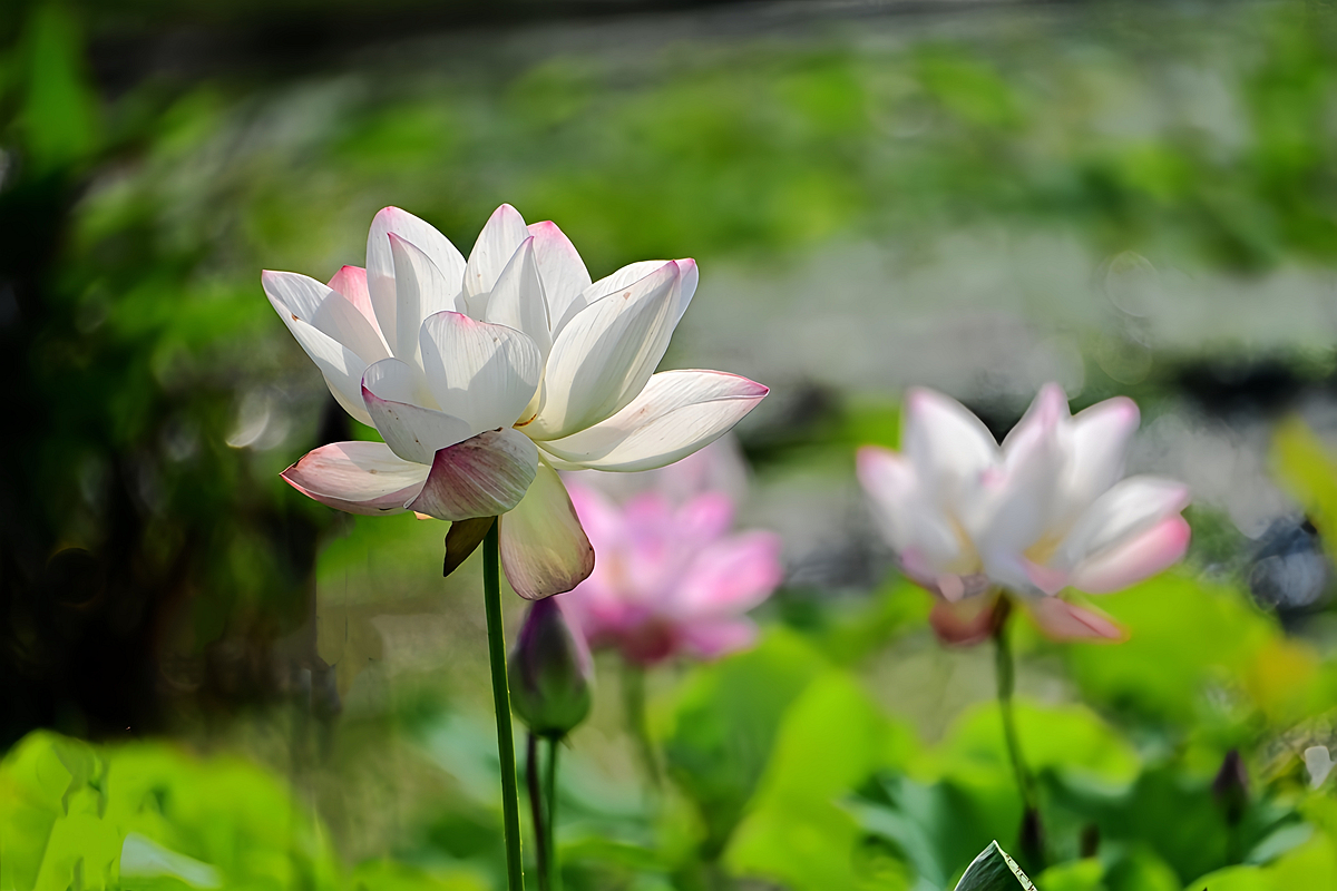 DSC_4624_����.jpg