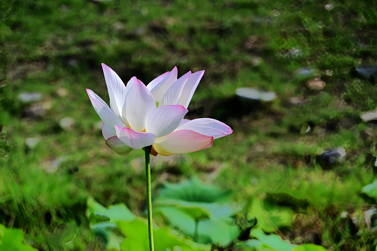 DSC_4635_����.jpg
