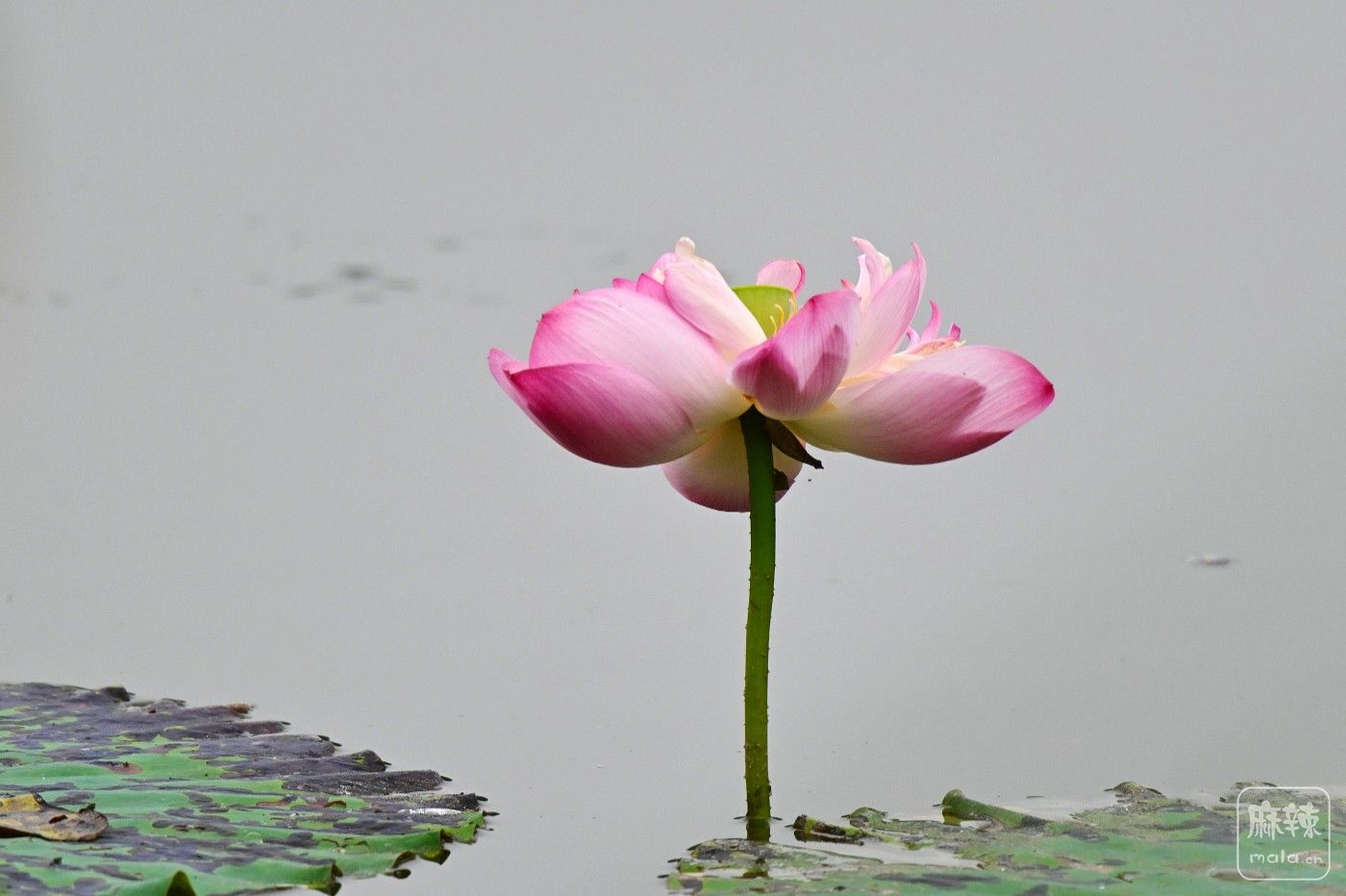DSC_8166.JPG