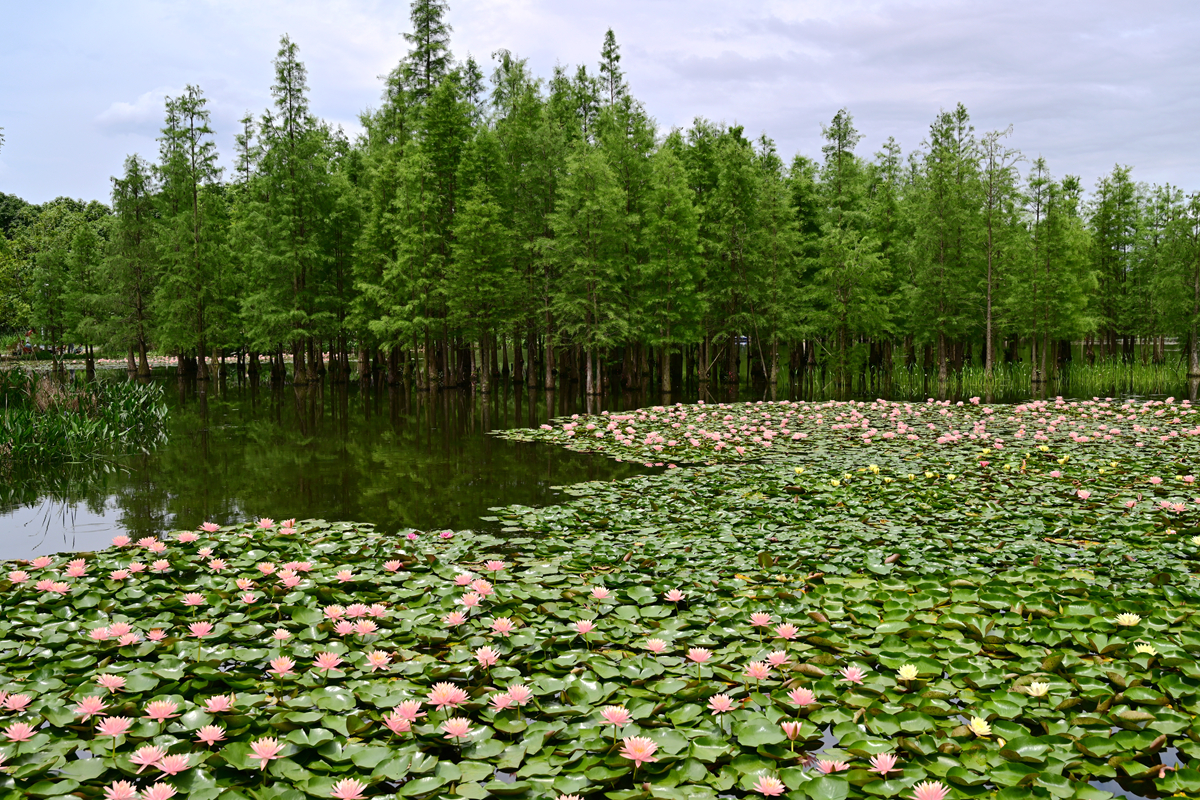 DSC_3597_����.jpg