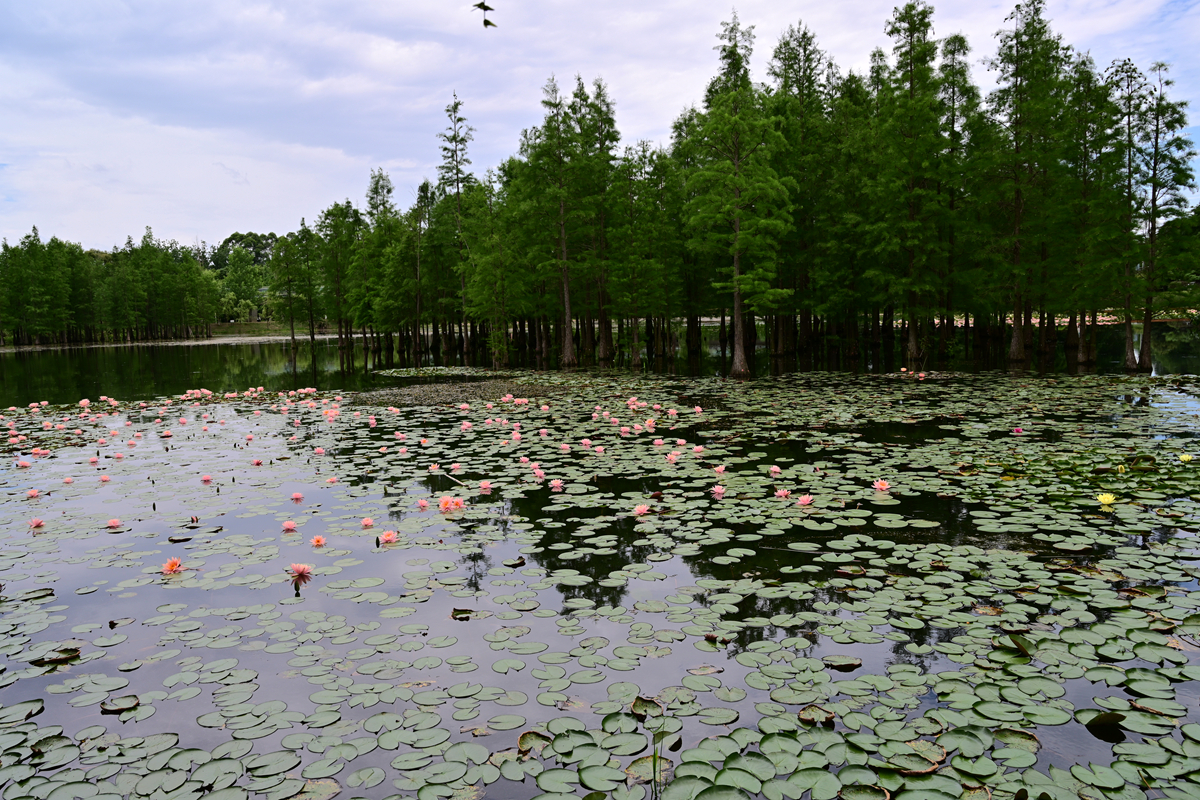 DSC_3617_����.jpg